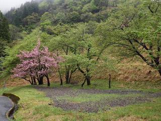 2022年4月27日の石田川ダムの桜です。