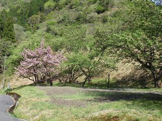 2022年4月28日の石田川ダムの桜です。