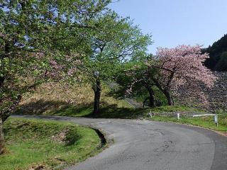 2022年4月28日の石田川ダムの桜です。