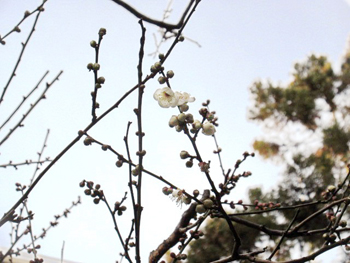 県公館の梅のつぼみの様子