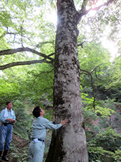 樹齢300年といわれているブナの大木