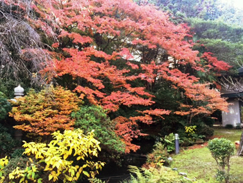 滋賀県公館の庭の紅葉の様子