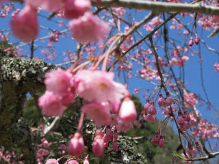 満開です。枝垂桜も七分咲きです。