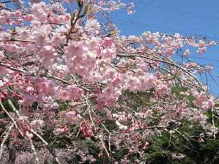 枝垂桜も七分咲きです。