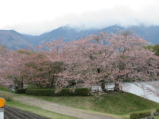 桜もかなり散り、かわりに八重桜の蕾が大分膨らみ、一輪二輪咲き始めてきました。