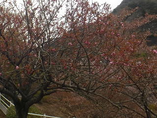 ソメイヨシノは散りましたが、八重桜が咲き始めました。
