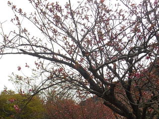 ソメイヨシノは散りましたが、八重桜が咲き始めました。