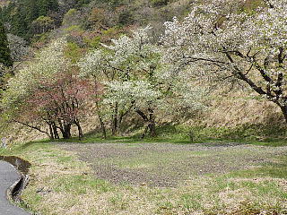 ソメイヨシノは散り、八重桜はまだです。