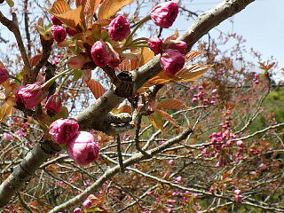 ソメイヨシノは散り、八重桜はまだです。