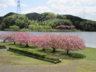 八重桜も散りかけてきました