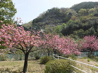 八重桜が咲いています。