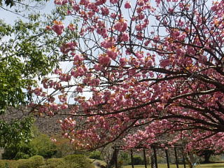 八重桜が咲いています。