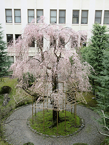 県庁中庭の枝垂れ桜