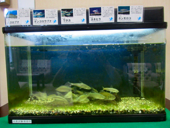 知事室の水槽の魚の写真
