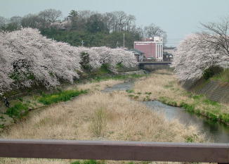 芹川上芹橋よりの春の風景で、左右の堤防には桜並木がみられます。