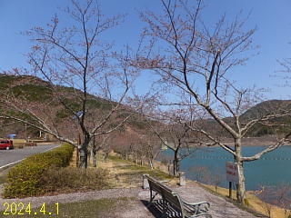 おおづちダムの4月1日の桜です。