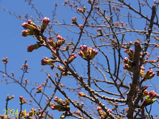 おおづちダムの4月1日の桜です。