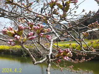 4/2余呉湖では菜の花は満開ですが、桜はまだつぼみです。