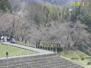 4月2日の日野川ダムの桜です。まだつぼみです。