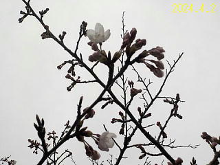 おおづちダムの4月2日の桜です。