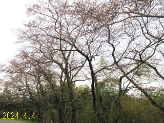 4月4日の日野川ダムの桜です。開花しだしました。