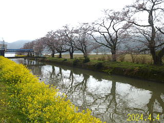 4/4余呉湖では菜の花は満開ですが桜は3部咲きくらいです