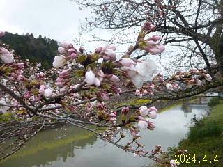4/4余呉湖では菜の花は満開ですが桜は3部咲きくらいです
