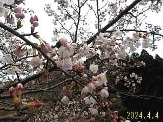 おおづちダムの4月4日の桜です。