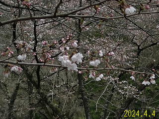 4/4のうそ川ダムの桜の開花状況です