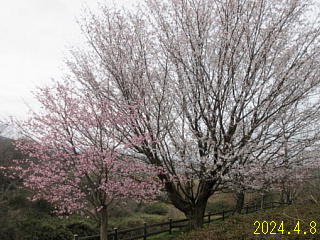 4月8日の日野川ダムの桜です。満開です。