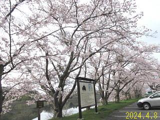 4月8日の日野川ダムの桜です。満開です。
