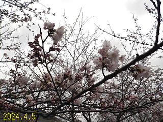 おおづちダムの4月5日の桜です。