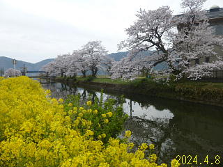 4/8余呉湖では桜も菜の花も満開です。