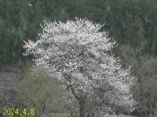 4月8日の石田川ダムの桜です。