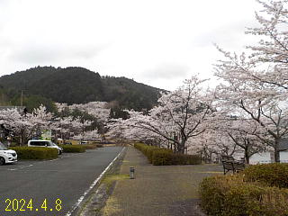 おおづちダムの4月8日の桜です。
