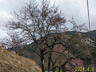 4月8日の石田川ダムの桜です。
