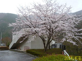 4月8日の、あねがわダムの桜です。
