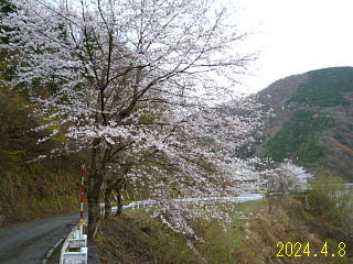 4月8日の、あねがわダムの桜です。