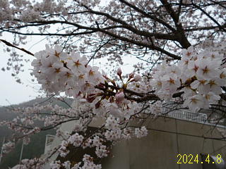 4月8日の、あねがわダムの桜です。