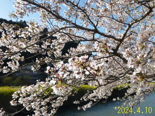4/10余呉湖では桜も菜の花も満開ですが桜が散りかけています。