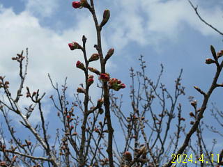4月11日の日野川ダムの八重桜です。つぼみがふくらんでいます。