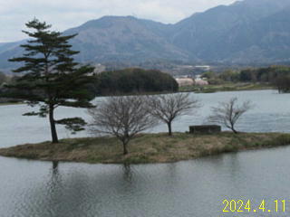 4月11日の日野川ダムの八重桜です。つぼみがふくらんでいそうです。