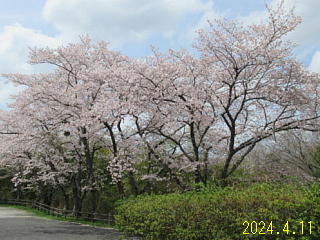 4月11日の日野川ダムの桜です。満開です。