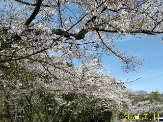 4月11日のうそ川ダムの桜の開花状況です。