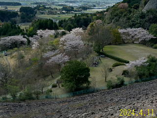 4月11日のうそ川ダムの桜の開花状況です。
