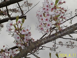 おおづちダムの4月11日の桜です。
