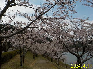 おおづちダムの4月11日の桜です。