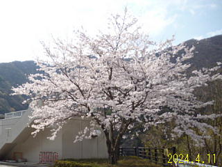 4月11日の、あねがわダムの桜です。