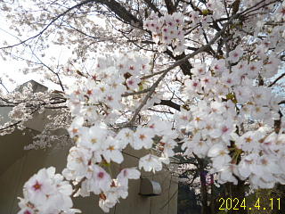 4月11日の、あねがわダムの桜です。