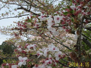 4月15日の日野川ダムの桜です。散っています。